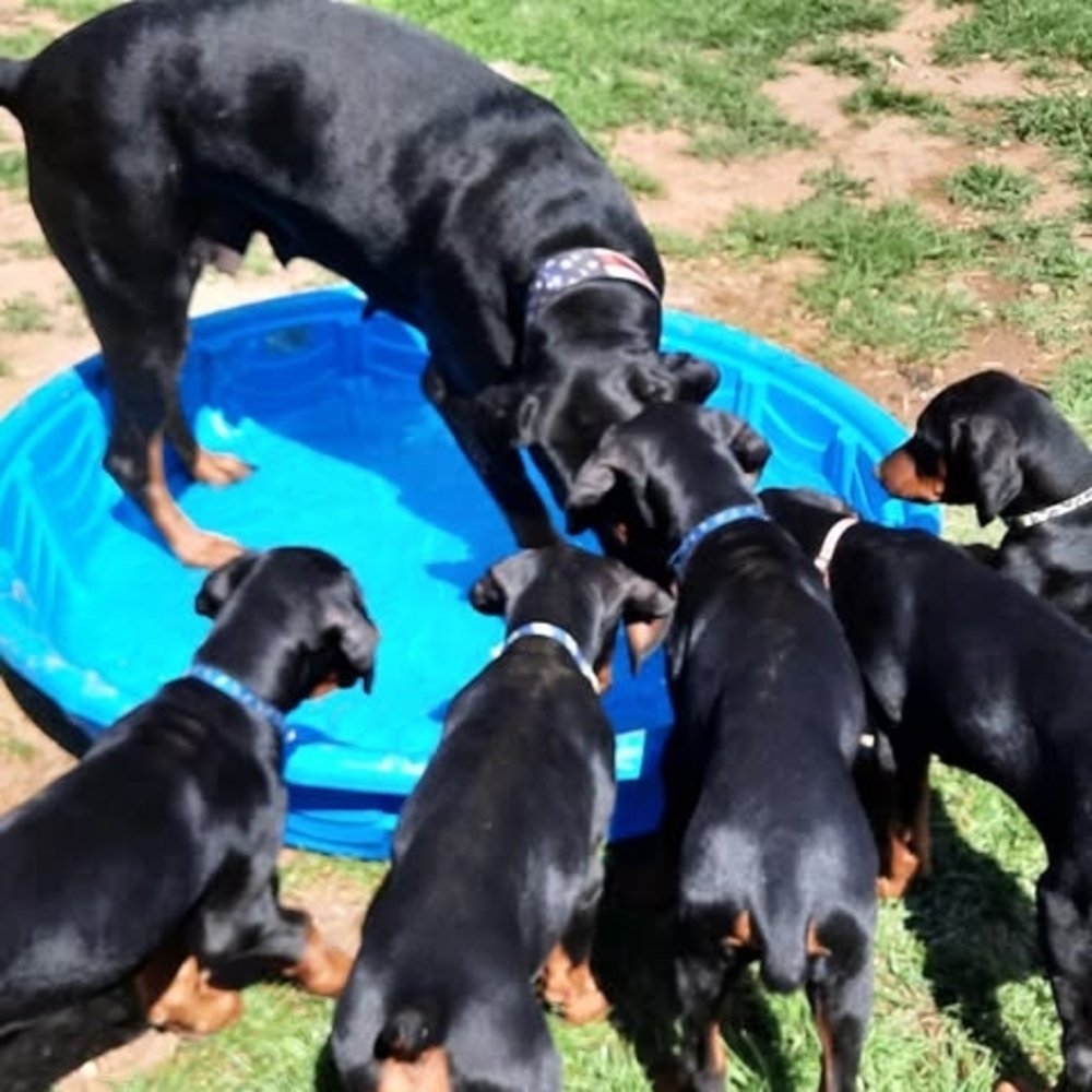 Meet your Posher, Jamie